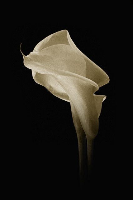 kasanai-nature-calla-lily